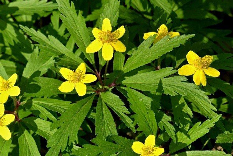 Anémone renoncule - Types d'anémones