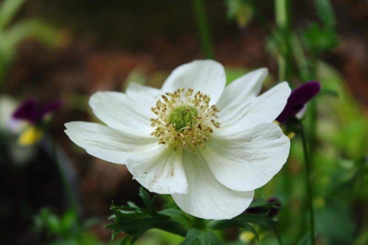 Anemone lipciensis - Types d'anémones