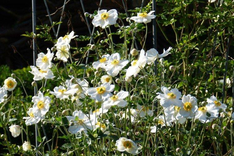 Eclairage - Anemonic Care