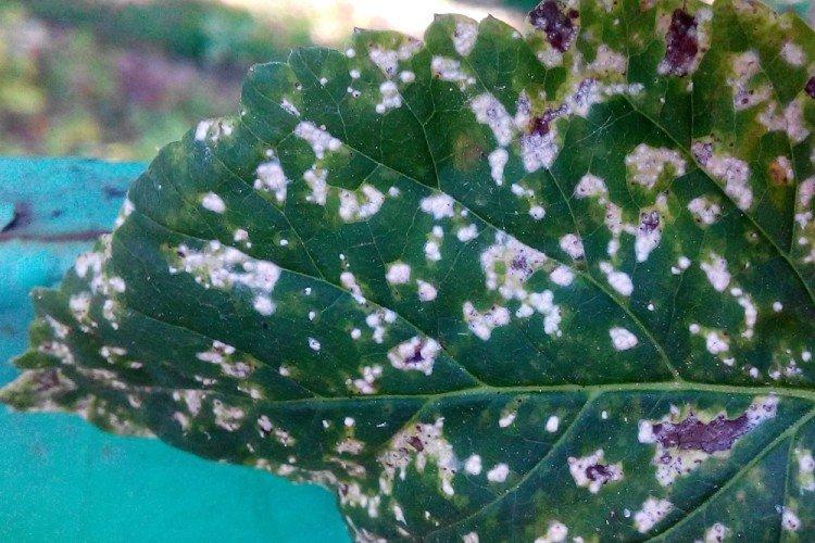 Lutte contre les parasites et les maladies - Anémones