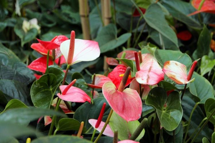 Caractéristiques générales - Anthurium