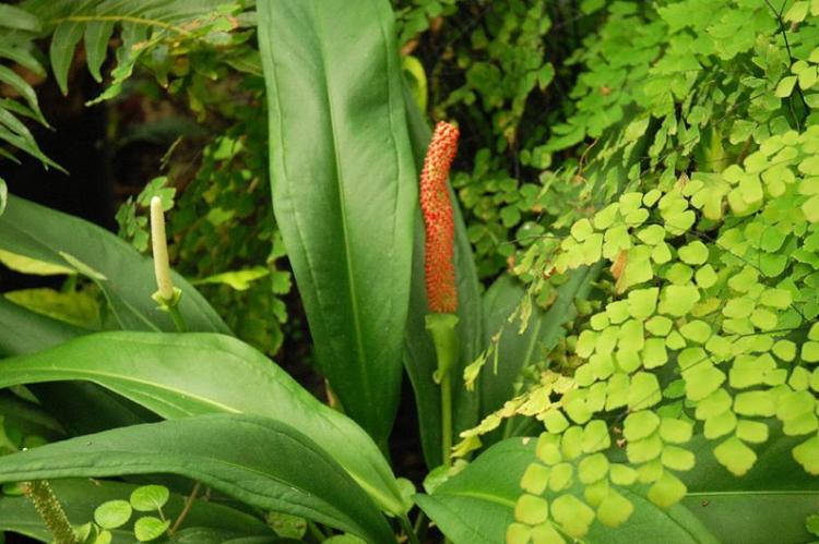 Anthurium Baker - Types d'anthurium