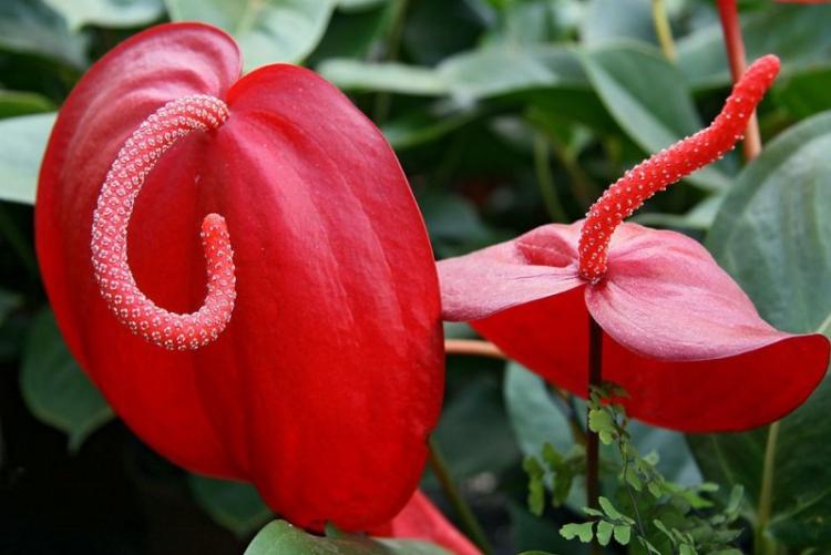 Anthurium Scherzer - Types d'anthurium