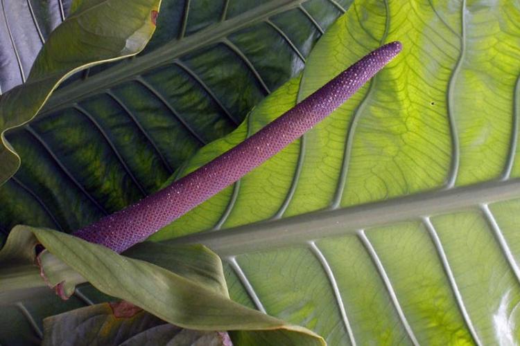 Anthurium Hooker - Types d'anthurium