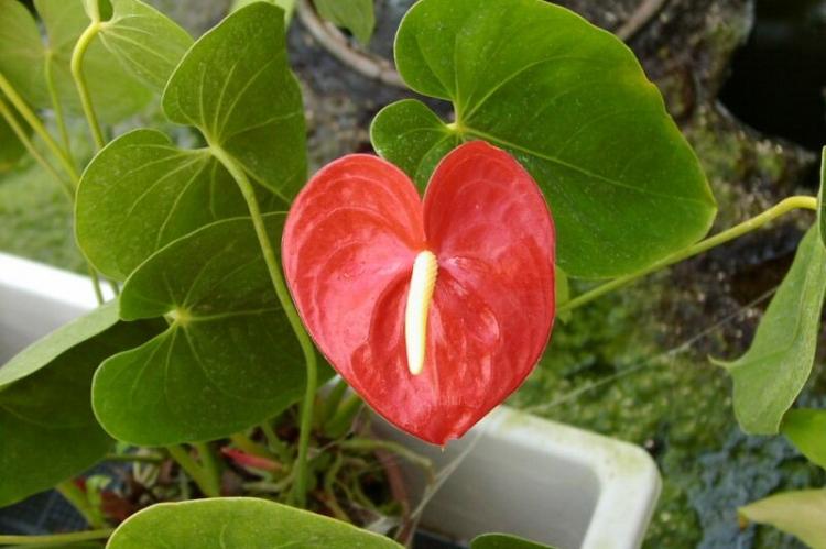 Engrais et alimentation - Soin de l'Anthurium