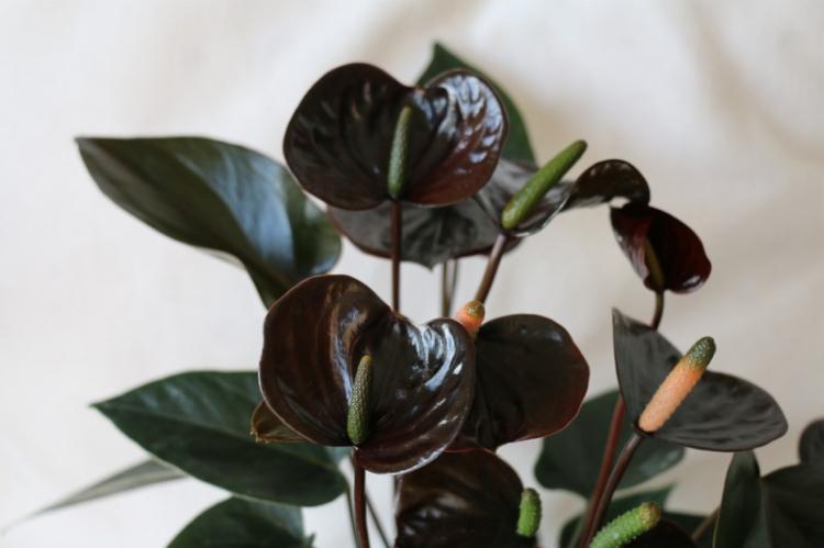 Taille - Entretien de l'Anthurium