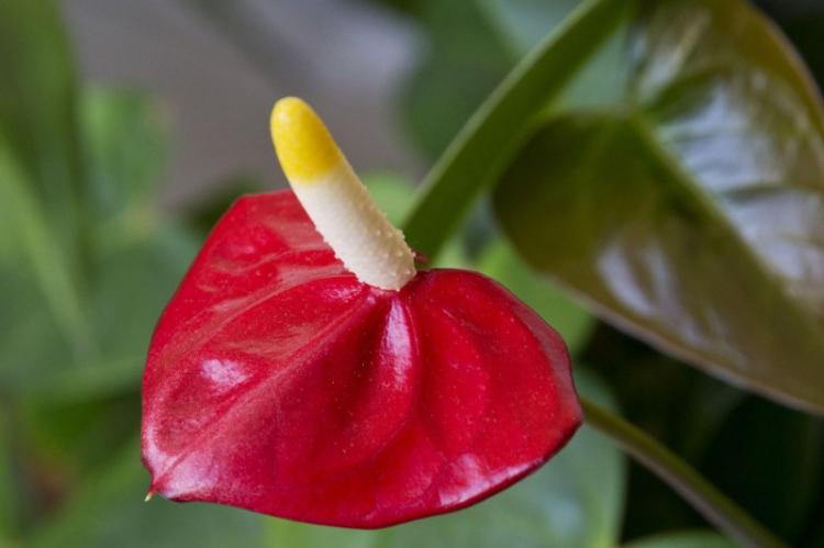 Anthurium - photo