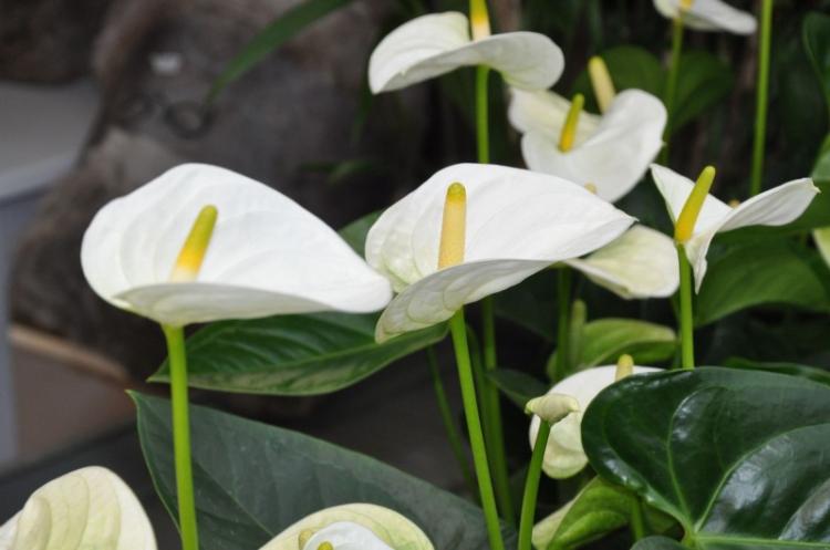 Anthurium - photo