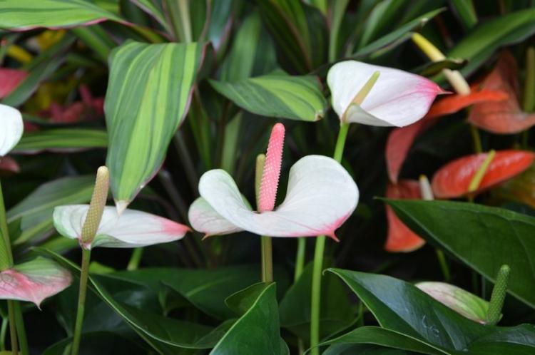 Anthurium - photo