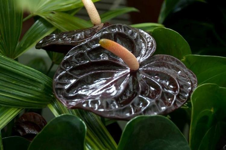 Anthurium - photo