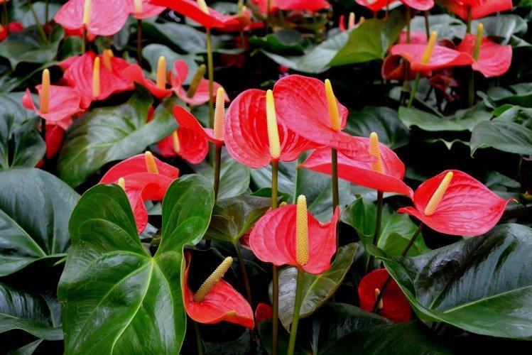 Plantation - Soins à domicile Anthurium