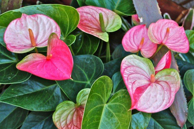 Localisation et éclairage - Anthurium home care