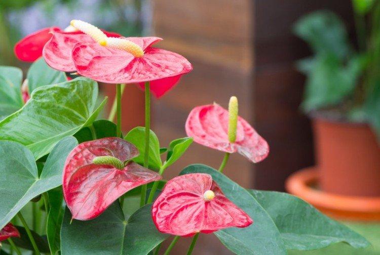 Comment rajeunir - Soins à domicile Anthurium