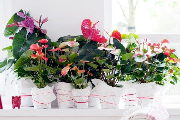 Méthodes de reproduction - Soins à domicile Anthurium