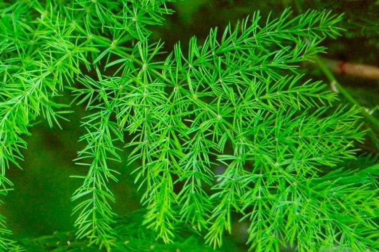 Racèmes d'asperges - Espèces d'asperges