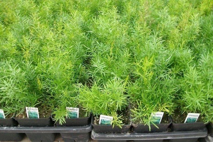 Asperges pyramidales - Espèces d'asperges