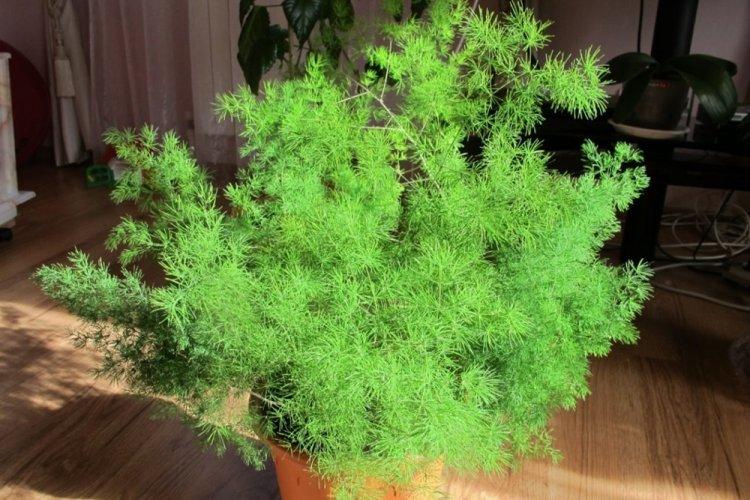 Éclairage - Entretien des asperges