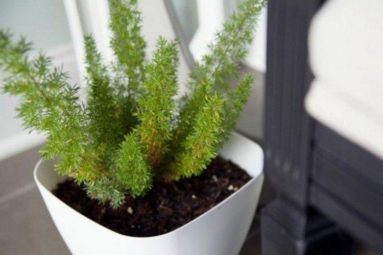 Arrosage - Entretien des asperges