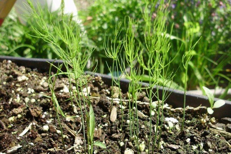 Engrais et alimentation - Asperges Care