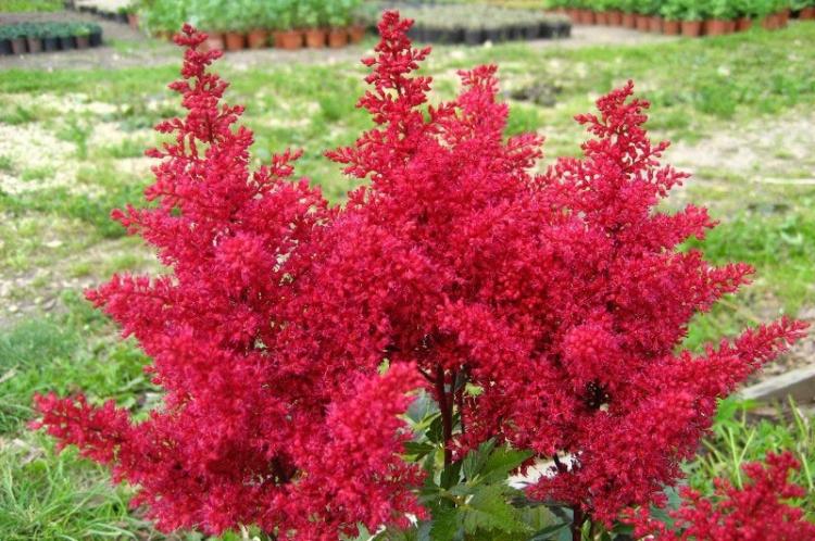 Caractéristiques générales - Astilba