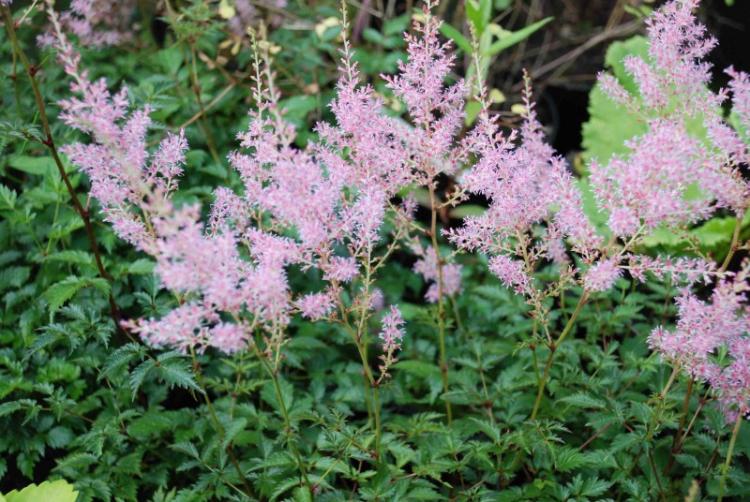 Astilbe commun - Types d'Astilbe