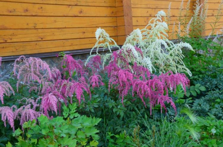 Astilba Thunberg - Types d'astilba