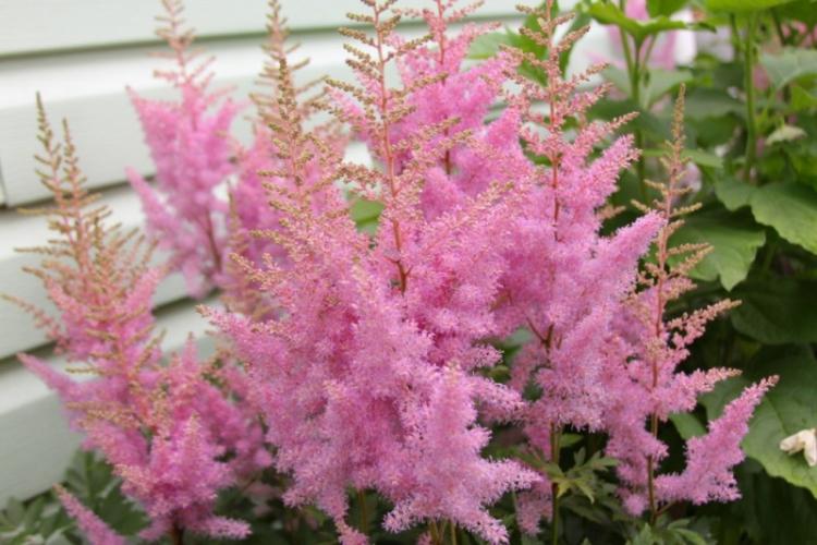 Astilba Arends - Types d'astilba