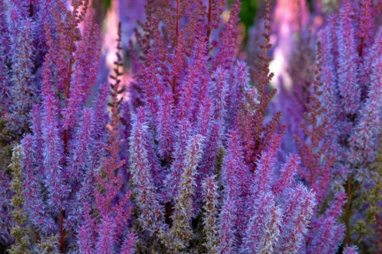 Astilba chinois - Types d'Astilbe