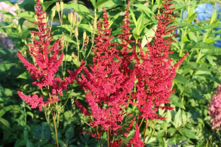 Engrais et fertilisation - Astilba care