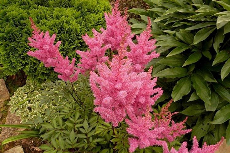 Astilba - photo