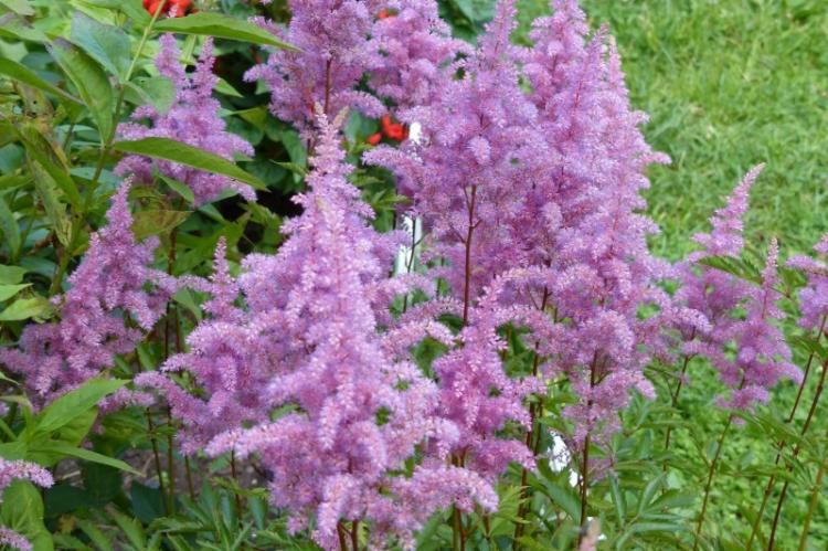 Astilba - photo