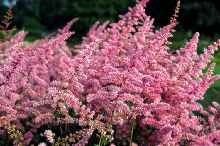 Astilba - photo