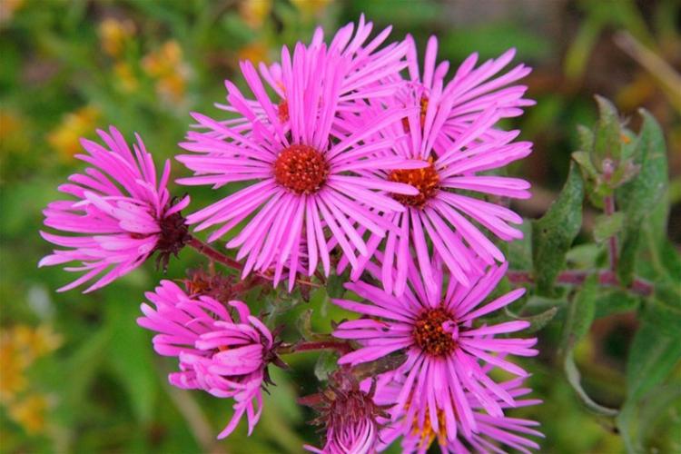 Aster de la Nouvelle-Angleterre - Types d'asters