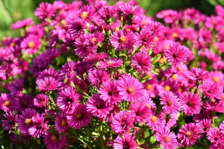 Aster arbustif - Types d'asters