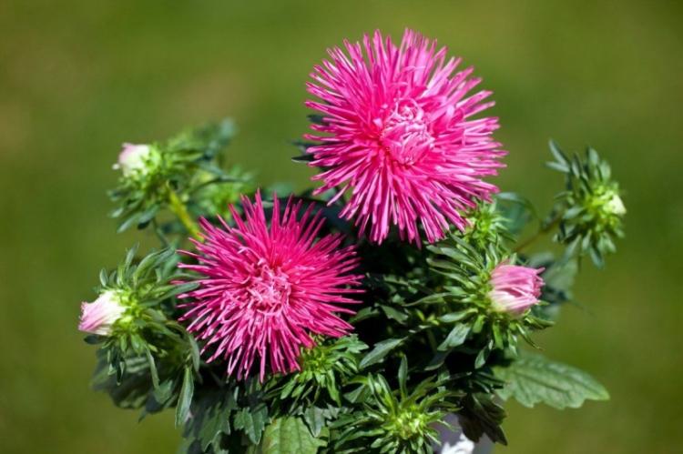 Callistephe - Types d'asters