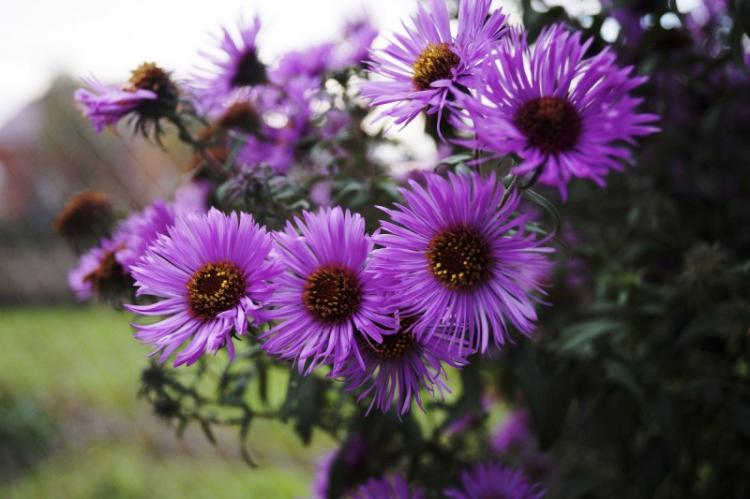 Taille - Entretien de l'aster