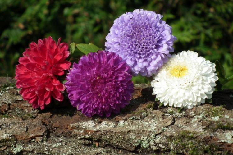 Asters - photo