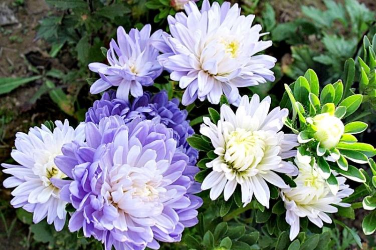 Asters - photo