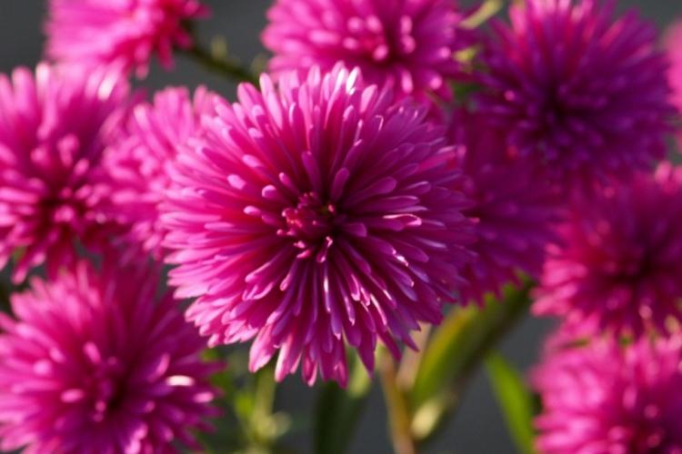 Asters - photo