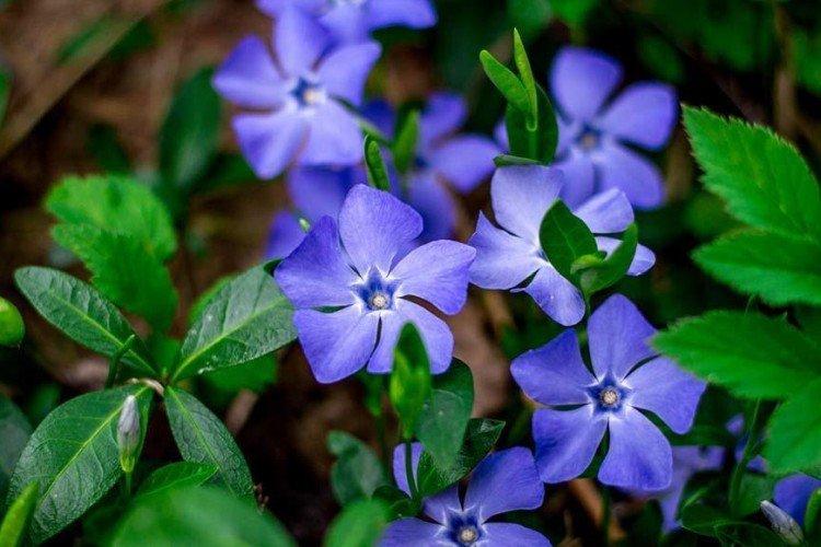 Informations générales - Pervenche