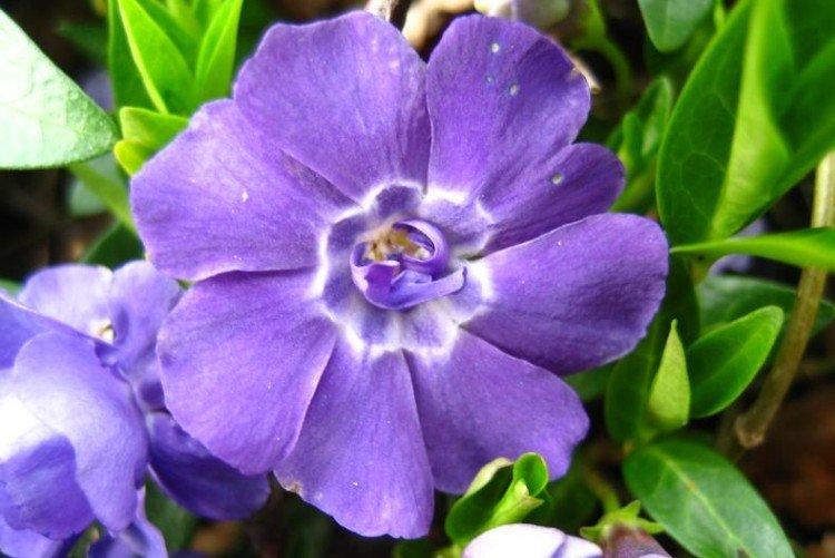 Pervenche éponge - Types et variétés de pervenche