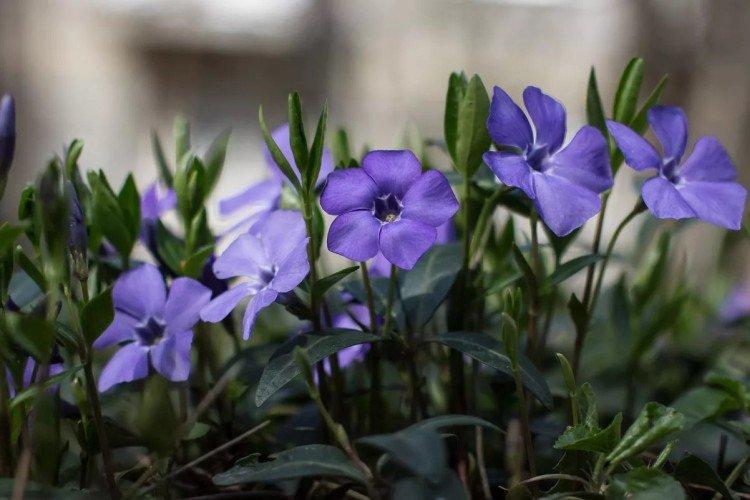 Arrosage - Prendre soin de la pervenche