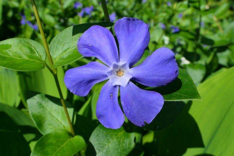 Transplantation et reproduction - Prendre soin de la pervenche