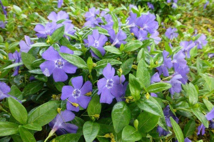 Hivernage - Prendre soin de la pervenche