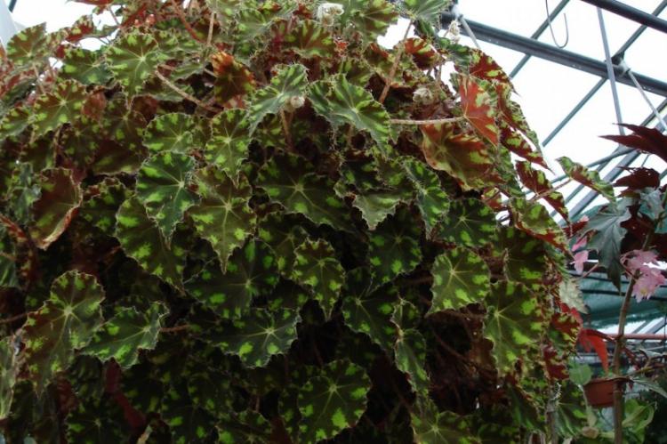 Tiger Begonia - Types de bégonia