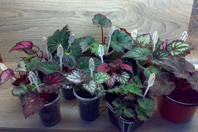 Taille - Soin du bégonia