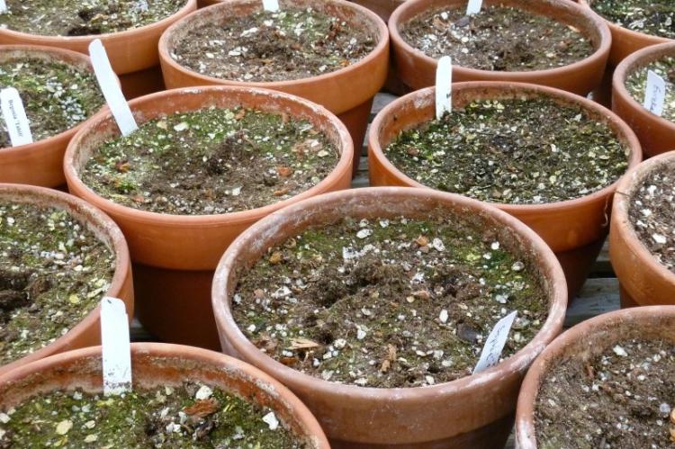 Plantation et reproduction - Bégonia