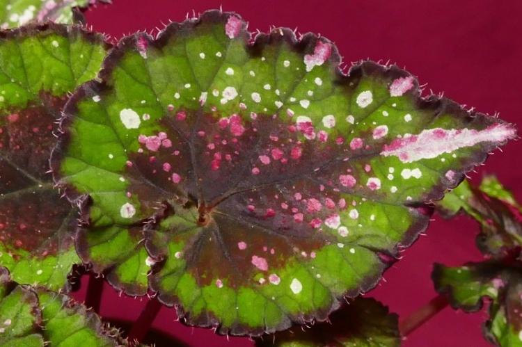 Lutte contre les parasites et les maladies - Bégonia