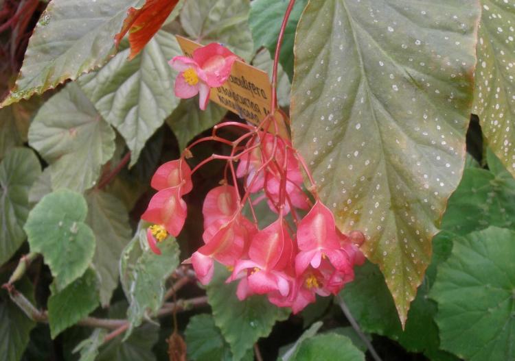 Bégonia - photo