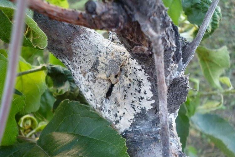 Cytosporose - Maladies du poirier, description avec photo et traitement